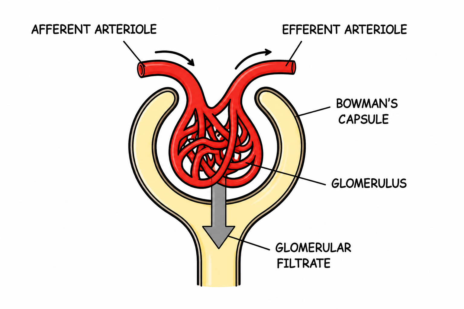 Fig 8.4: Diagrammatic sketch of one malpighian capsule